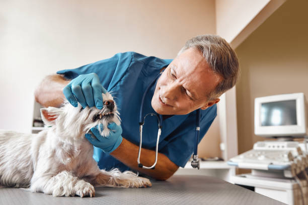 Best Pediatric Emergency Dentist in Mont Belvieu, TX